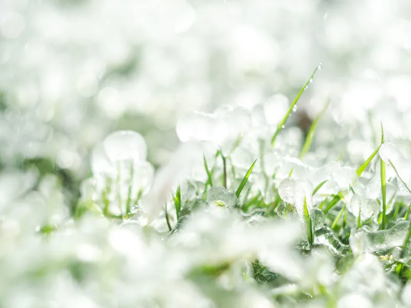 Hail melting in lawn grass after a passing storm cell